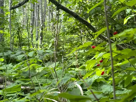 Lot 7 Snowshoe Trail Tofte MN 55615