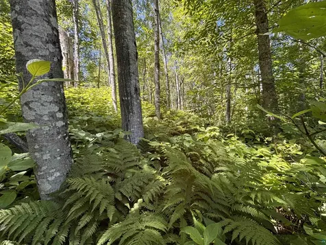 Lot 7 Snowshoe Trail Tofte MN 55615