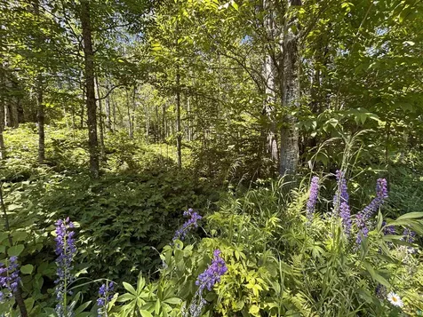 Lot 7 Snowshoe Trail Tofte MN 55615