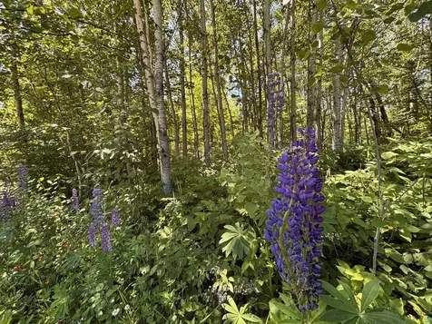 Lot 7 Snowshoe Trail Tofte MN 55615