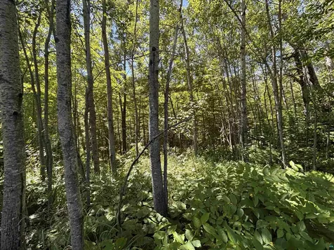 Lot 7 Snowshoe Trail Tofte MN 55615