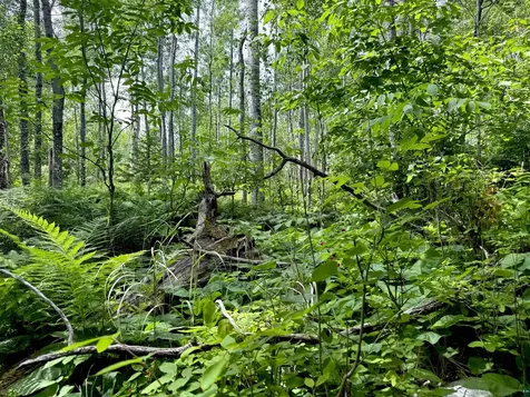 Lot 7 Snowshoe Trail Tofte MN 55615