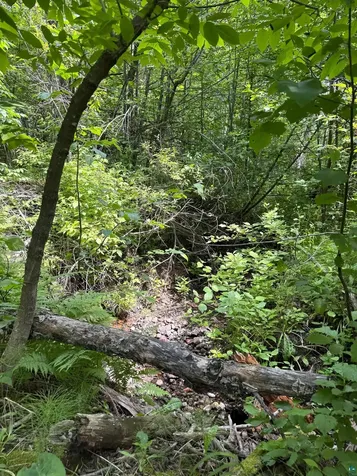 Lot 7 Snowshoe Trail Tofte MN 55615