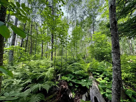 Lot 7 Snowshoe Trail Tofte MN 55615
