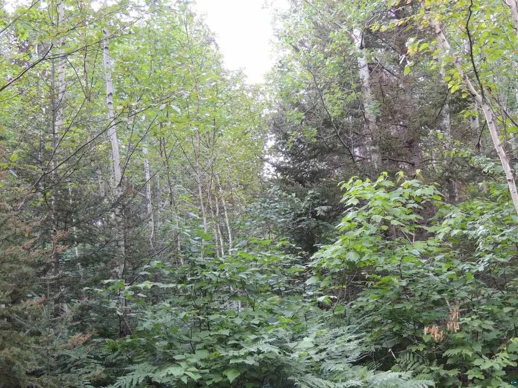 X3 Cougar Trail Grand Marais MN 55604