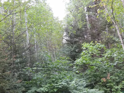 X3 Cougar Trail Grand Marais MN 55604