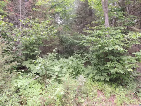 X3 Cougar Trail Grand Marais MN 55604