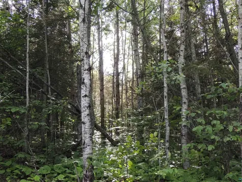 X3 Cougar Trail Grand Marais MN 55604