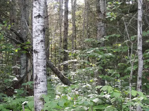 X3 Cougar Trail Grand Marais MN 55604