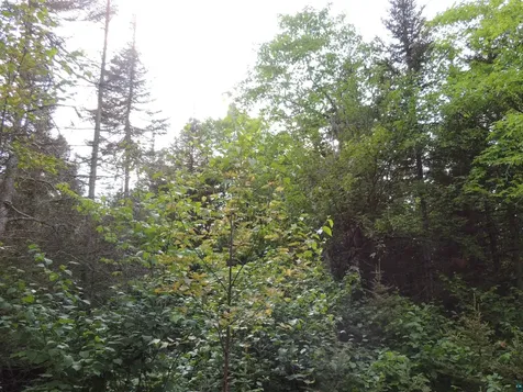 X3 Cougar Trail Grand Marais MN 55604