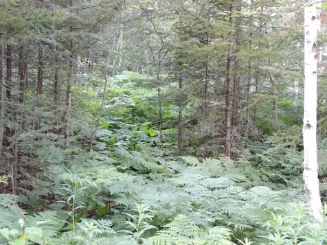 X3 Cougar Trail Grand Marais MN 55604