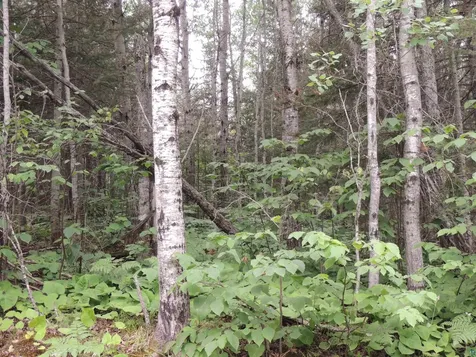 X3 Cougar Trail Grand Marais MN 55604