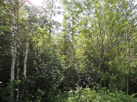 X2 Cougar Trail Grand Marais MN 55604
