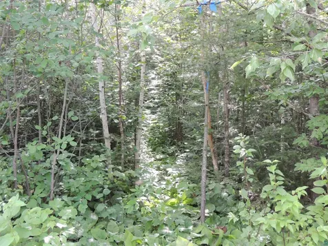 X2 Cougar Trail Grand Marais MN 55604