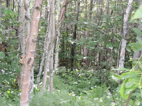 X2 Cougar Trail Grand Marais MN 55604