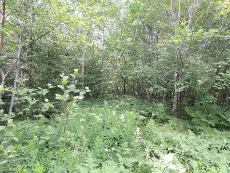 X2 Cougar Trail Grand Marais MN 55604
