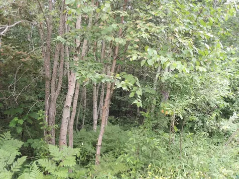 X2 Cougar Trail Grand Marais MN 55604
