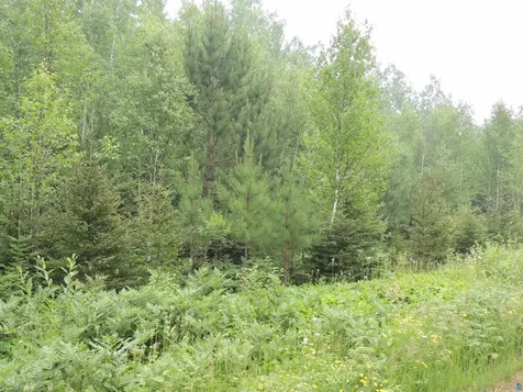 X1 Cougar Trail Grand Marais MN 55604