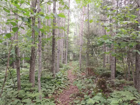 X1 Cougar Trail Grand Marais MN 55604