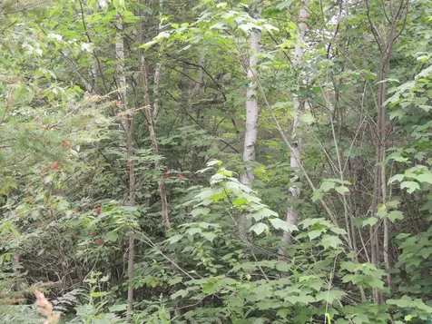 X1 Cougar Trail Grand Marais MN 55604
