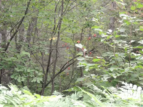 X1 Cougar Trail Grand Marais MN 55604