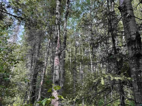 1888 Korkki Road Duluth MN 55804
