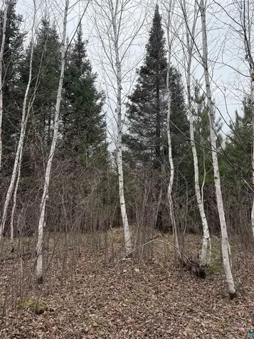 Tbd Scout Camp Road Eveleth MN 55734