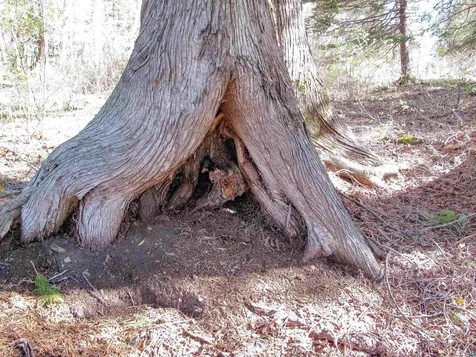 Yyy Big Cedar Trail Lutsen MN 55612
