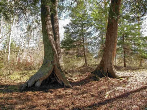 Yyy Big Cedar Trail Lutsen MN 55612
