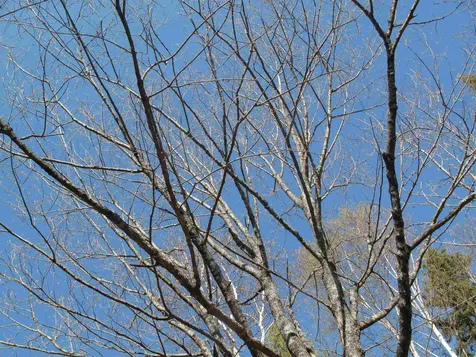 Yyy Big Cedar Trail Lutsen MN 55612