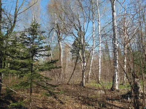 Yyy Big Cedar Trail Lutsen MN 55612