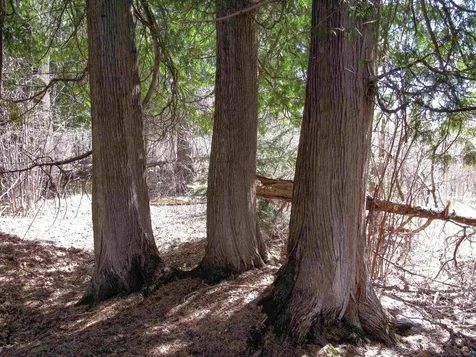Yyy Big Cedar Trail Lutsen MN 55612