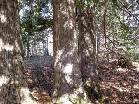 Yyy Big Cedar Trail Lutsen MN 55612