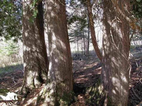 Yyy Big Cedar Trail Lutsen MN 55612