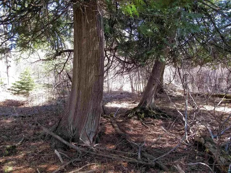 Yyy Big Cedar Trail Lutsen MN 55612