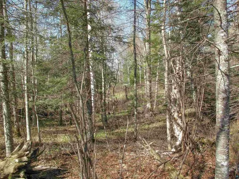 Yyy Big Cedar Trail Lutsen MN 55612