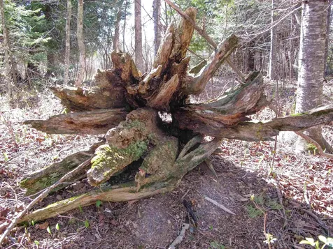 Yyy Big Cedar Trail Lutsen MN 55612