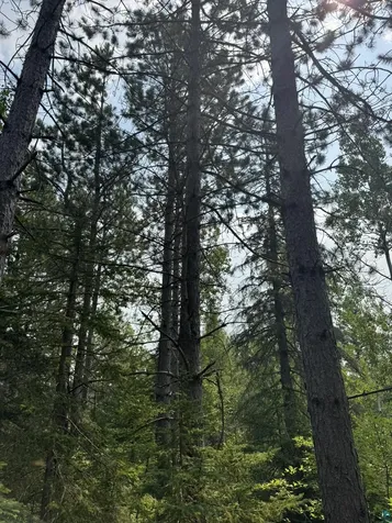 Xx High Ridge Drive Schroeder MN 55614