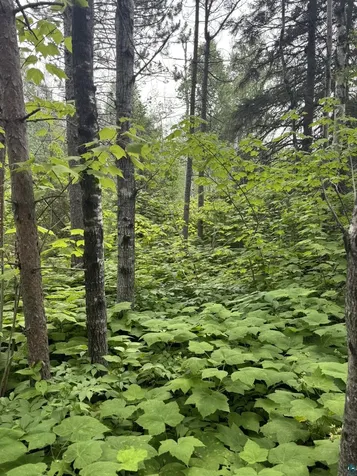 Xx High Ridge Drive Schroeder MN 55614