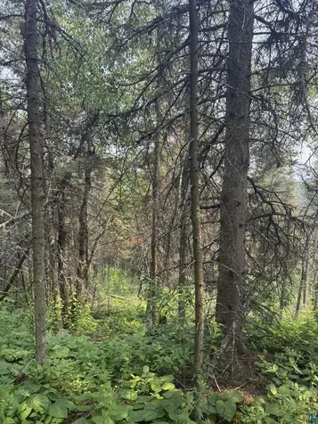 Xx High Ridge Drive Schroeder MN 55614