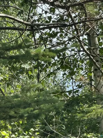 Xx High Ridge Drive Schroeder MN 55614