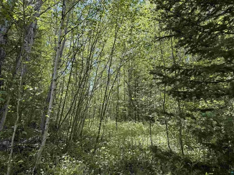 9685 Gunflint Trail Grand Marais MN 55604