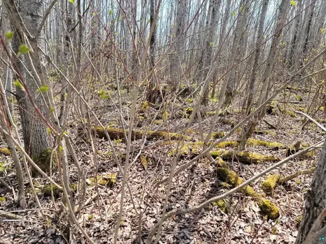80X Sled Dog Trail Hovland MN 55606