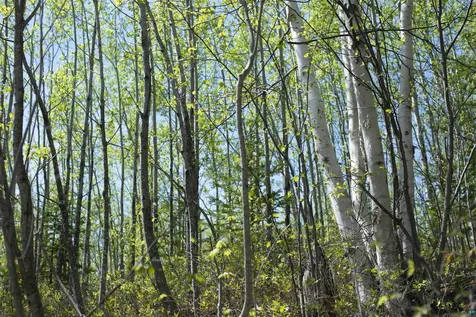 13 Coyote Ridge Grand Marais MN 55604