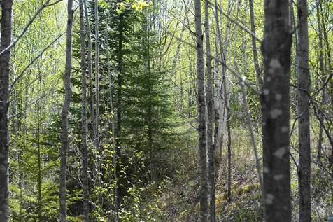 13 Coyote Ridge Grand Marais MN 55604