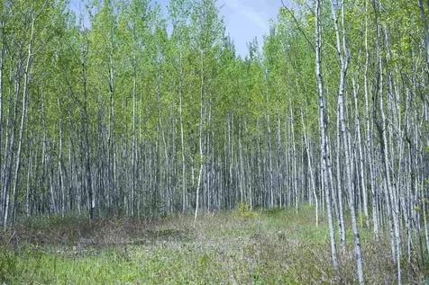 13 Coyote Ridge Grand Marais MN 55604