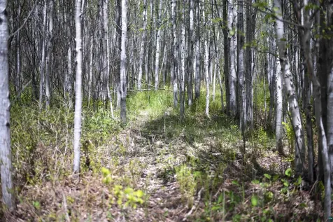 13 Coyote Ridge Grand Marais MN 55604