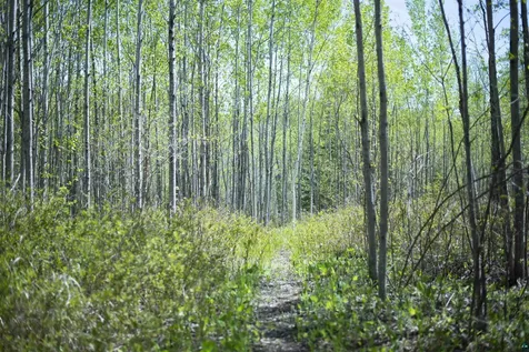 13 Coyote Ridge Grand Marais MN 55604