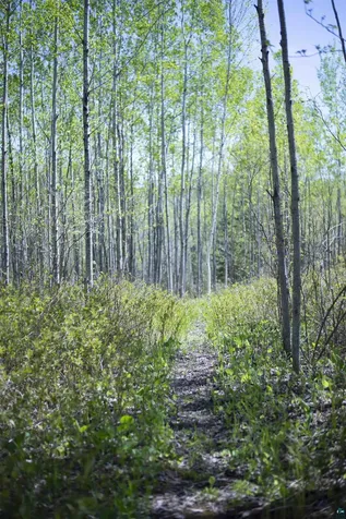 13 Coyote Ridge Grand Marais MN 55604