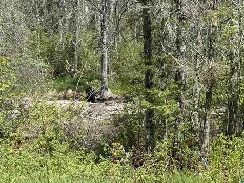 Tbd Crown Creek Spur Road Finland MN 55603